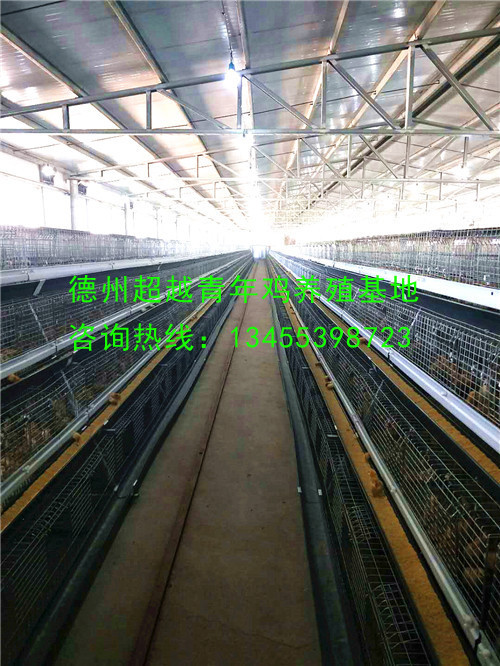 德州青年鸡_德州超越青年鸡_山东青年鸡_dzqingnianji.com