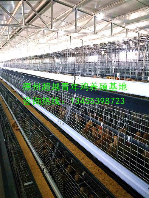 德州青年鸡_德州超越青年鸡_山东青年鸡_dzqingnianji.com