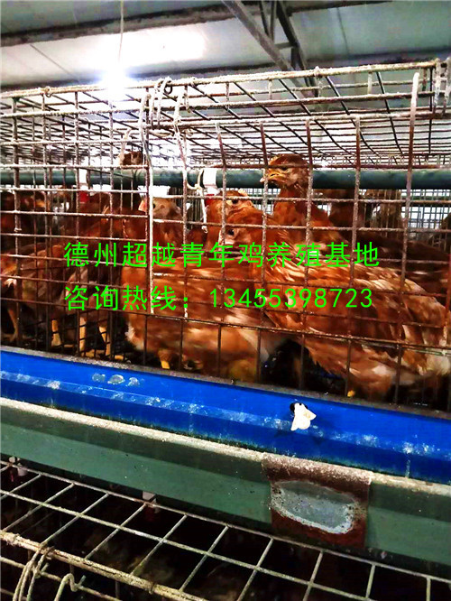 德州青年鸡_德州超越青年鸡_山东青年鸡_dzqingnianji.com