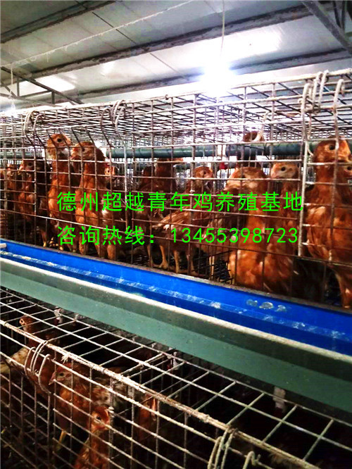 德州青年鸡_德州超越青年鸡_山东青年鸡_dzqingnianji.com