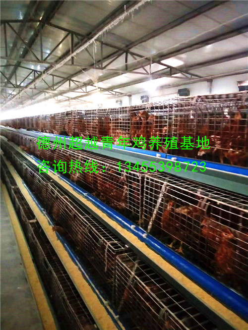 德州青年鸡_德州超越青年鸡_山东青年鸡_dzqingnianji.com