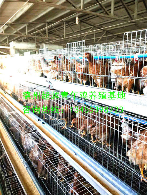 德州青年鸡_德州超越青年鸡_山东青年鸡_dzqingnianji.com