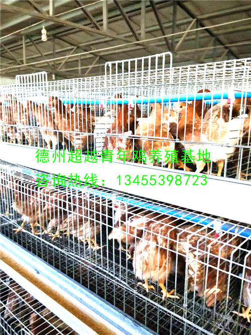 德州青年鸡_德州超越青年鸡_山东青年鸡_dzqingnianji.com