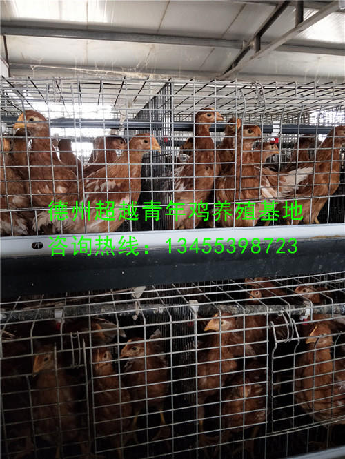 德州青年鸡_德州超越青年鸡_山东青年鸡_dzqingnianji.com