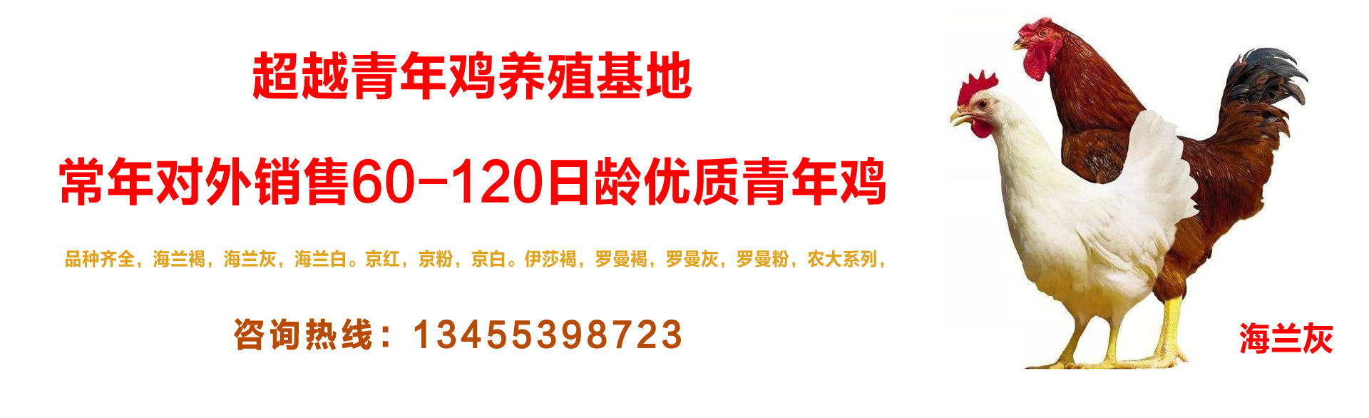 超越青年鸡-海兰灰