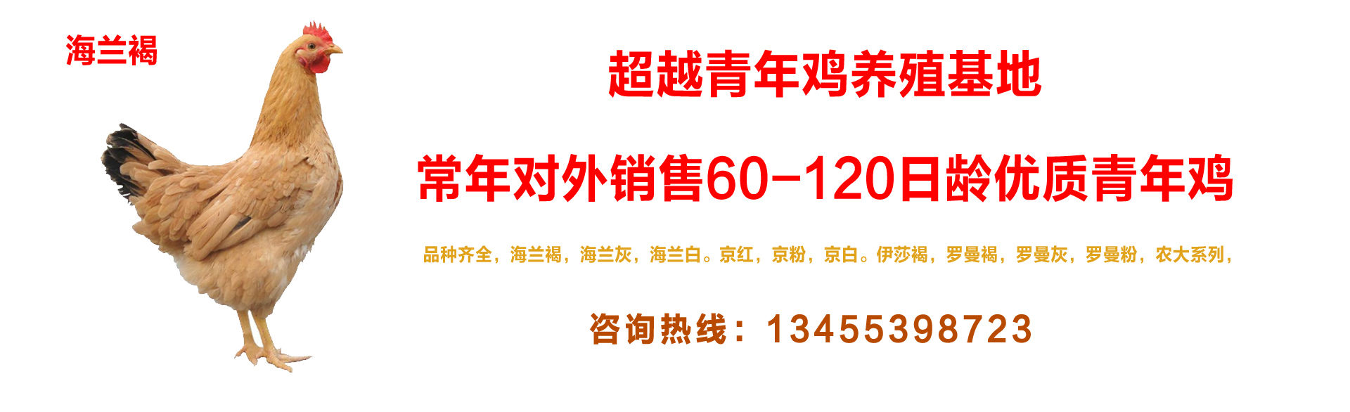 超越青年鸡养殖基地