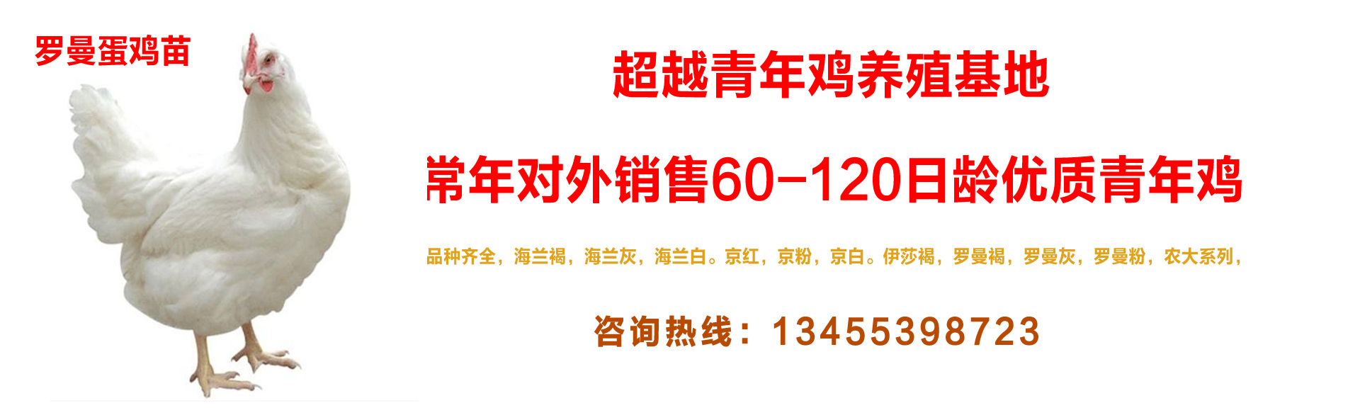 超越青年鸡-罗曼蛋鸡苗